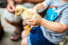This article aims to give you a brief overview into keeping a duck as a pet. The Best Duck Breeds For Beginners Weed Em Reap