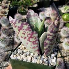Image result for Kalanchoe humilis