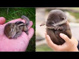 Cute Baby Animals Videos Compilation Cute Moment Of The Animals Cutest Animals 3 Youtube Cute Animals Cute Baby Animals Cute Animal Videos