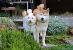 Shiba Inu Puppies for Sale | Lancaster Puppies