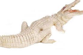 Penampakan buaya putih benar adanya, mitos siluman buaya terpatahkan!! Buaya Putih