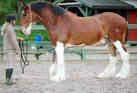 Pin On Draft Horses Clydesdales Shires Percherons Belgians More