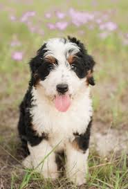 Check spelling or type a new query. F1 Mini Bernedoodle Puppies