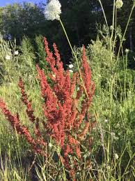 Image result for Afroligusticum runssoricum