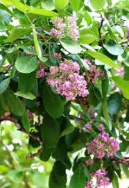 Image result for Hypericophyllum compositarum