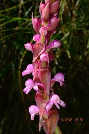 Image result for Satyrium macrophyllum