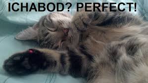 The 11 coolest cats in literature. The Best Literary Pet Names For Cats