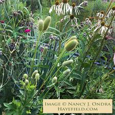 Image result for Aneilema nicholsonii