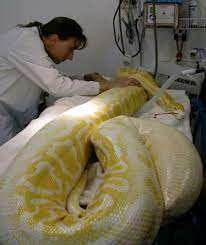 Memories Of Another Life Giant Snake Snake Reptile Snakes