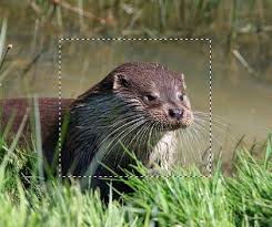 We did not find results for: Rectangular Marquee Tool Making Basic Selections In Photoshop Udemy Blog