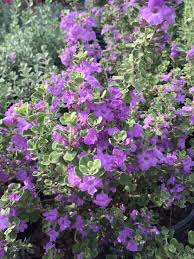 In april 1989, rangers owner and oil tycoon eddie chiles sold the team to an investment group headed by george w. Texas Ranger Aka Texas Sage Backbone Valley Nursery