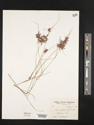 Image result for Pycreus flavidus