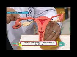 El sistema reproductor tanto femenino como masculino esta formado por órganos genitales internos y externos. Conozca El Aparato Reproductor Femenino Y Sus Organos Youtube