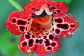 Image result for Kohleria