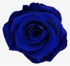 Maybe you would like to learn more about one of these? Transparent Dark Rose Png Dark Blue Flower Png Png Download Kindpng