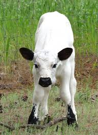 Black And White Cow Name Black Ears And Nose 3 Animals Cute Animals Farm Animals Pictures