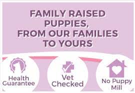 Pug Puppies Happytail Puppies Family Dog Breeders In Nc Pug Puppies Dog Breeder Pug Breeders