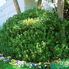 Image result for Indigastrum parviflorum