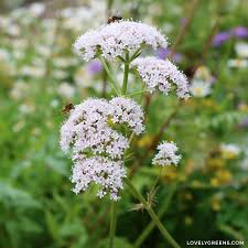 Image result for Valeriana capensis