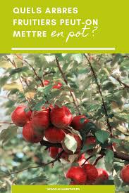 Quels Arbres Fruitiers Peut On Mettre En Pot Arbre Fruitier Fruitier Jardin Potager