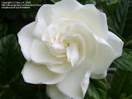 Over 200 gardenia varieties are available in a wide range of height, flower size and color, leaf size and color, blooming time and duration, and shrub habit. Pin On Art