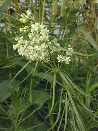 Whorled Milkweed Asclepias Verticillata Milkweed Seeds Asclepias Milkweed