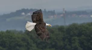 Bird With Colorful Feathers Name 25 Different Types Of Birds With Names And Pictures Birds Flying Birds Photo