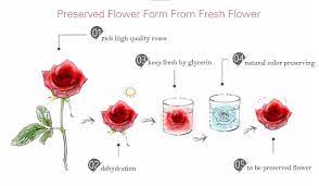 Air drying is the most common method of preserving roses. Preserved Flowers 24hrs City Florist