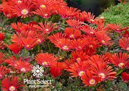 Image result for Delosperma spp.