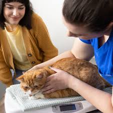 Reade Street Animal Hospital | Veterinary Care in New York
