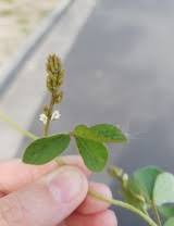 Image result for Neonotonia wightii