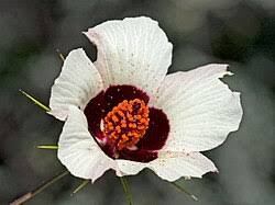 Image result for Hibiscus malacospermus
