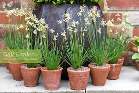 Image result for Tulbaghia leucantha
