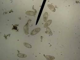 Check spelling or type a new query. Chapter 5 Unicellular Under Microscope Slides Flashcards Quizlet