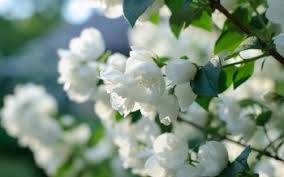 We did not find results for: 1400 White Flower Hd Wallpapers Background Images