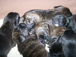 Boxador Puppies Boxador Puppies Puppies Boxer Puppies