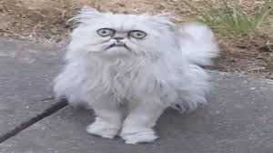 Bakislariyla Korku Salan Kedi Izlesene Com