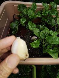 Hari ketiga bayam brazil yang baru ditanam sudah kembali segar dan kekal hijau daunnya.caranya saya siram dengan air basuhan beras dan juga air miunuman coway. Cara Tanam Bayam Brazil Bersama Bawang Putih Haiwan Perosak Tak Akan Datang