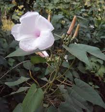 Image result for Ipomoea carnea