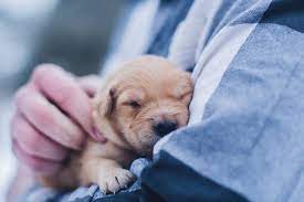 House rabbit society makes no claims regarding these veterinarians. 5 Best Vets In Jurong For Your Pet S Ultimate Care Near Me 2021