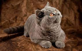 Download Wallpapers British Shorthair Gray Cat Pets Domestic Cat Yellow Eyes Cute Animals Cats British Shorthair Cat Besthqwallpapers Com Gatos Cinzentos Gatos Bonitos Filhotes De Gatos