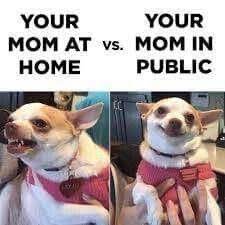 20 Chihuahua Memes That Are Too Funny Not To Laugh At I Can Has Cheezburger