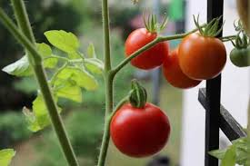 Tomatoes have dramatically lost their flavour in the last 50 years, scientists say, with modern versions created at sometimes twice the size for supermarkets also far less sweet. List Of Hybrid Tomato Varieties From A To Z Gardening Channel