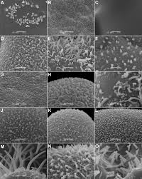 Image result for Trianthema salsoloides