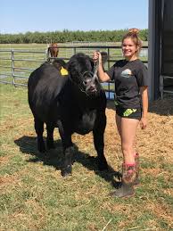 Workin Some Cattle Blackangus Showsteer Cattle Ffa Futurefarmer Calpoly Halterbroken Fair Love Food Bestfriend Cow Show Cattle Cattle Activities For Kids