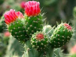 Captus Cactus Flower Trees To Plant Cacti And Succulents