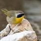 Brand New to Birding Field Workshop at Sweetwater event image