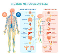 Portions of the nervous system outside the brain and spinal cord. The Human Nervous System Biology Online Tutorial