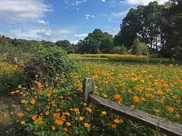 Maybe you would like to learn more about one of these? 7 Places To See Spring Wildflowers In Virginia Nearby