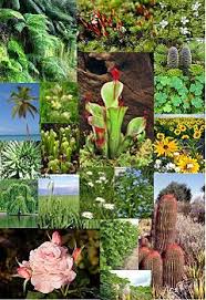 All flowers, raised from seed, are usually known as annuals, biennials, or perennials. Embryophyte Wikipedia